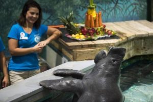 Snooty, oldest manatee in captivity, dies at 69