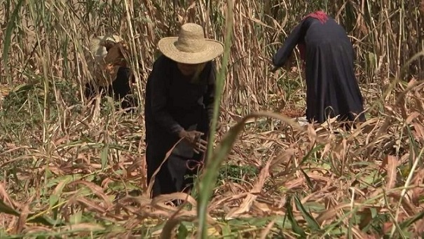 في تهامة..مئات النساء يعملن في حصاد سنابل الذرة