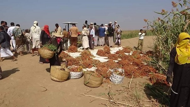 في تهامة..مئات النساء يعملن في حصاد سنابل الذرة