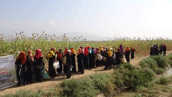في تهامة..مئات النساء يعملن في حصاد سنابل الذرة