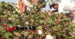زراعة القطن في اليمن