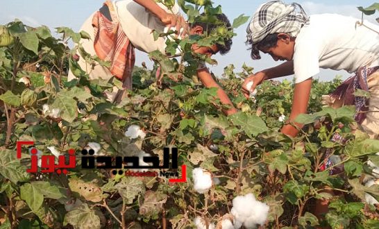 زراعة القطن في اليمن